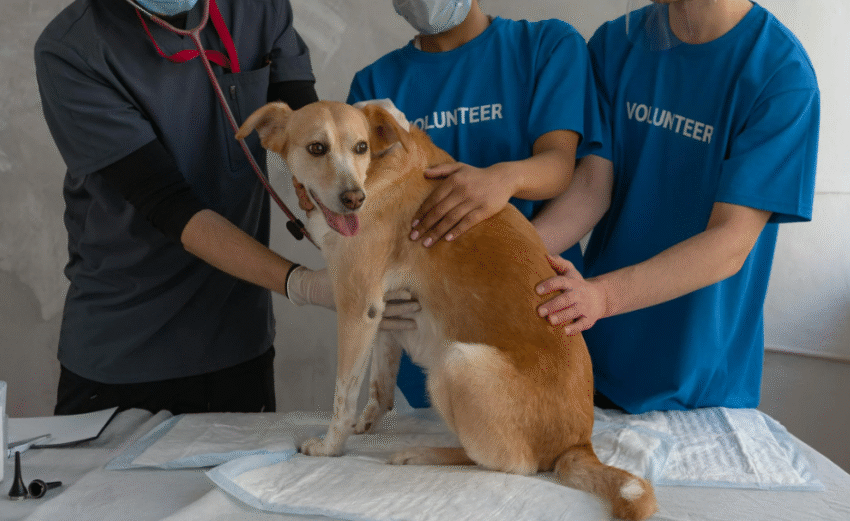 What Is Canine Distemper? Everything to Know About the Dog Virus Spreading in Goa