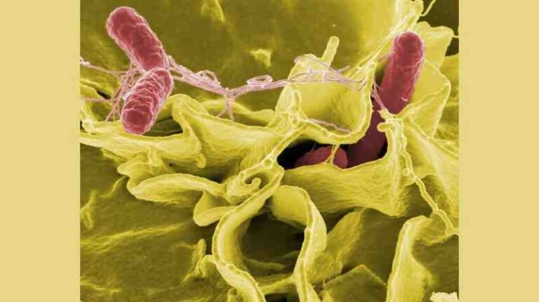 Salmonella Outbreak Linked to Instant Noodles Sickens More Than 100 People Across UK and Europe