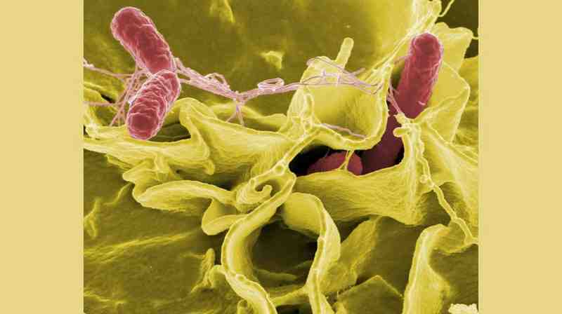Salmonella Outbreak Linked to Instant Noodles Sickens More Than 100 People Across UK and Europe