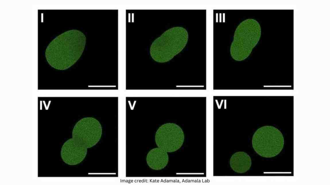 Scientists Create Synthetic Cell That Can Grow, Replicate DNA and Divide in Major Biology Breakthrough